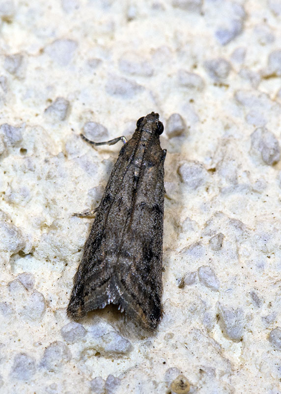 Pyralidae
